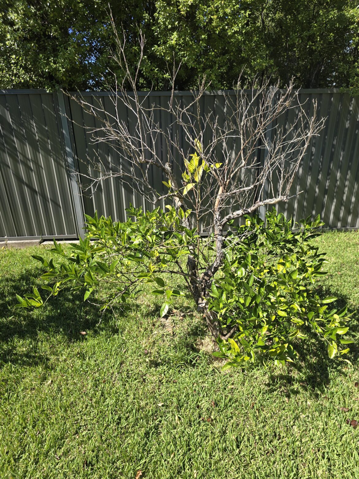 Tree issue