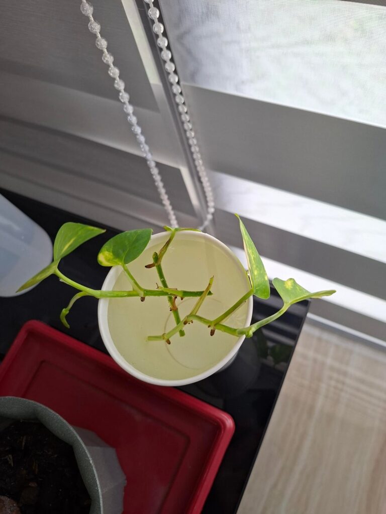 Pothos Water Propagation Update