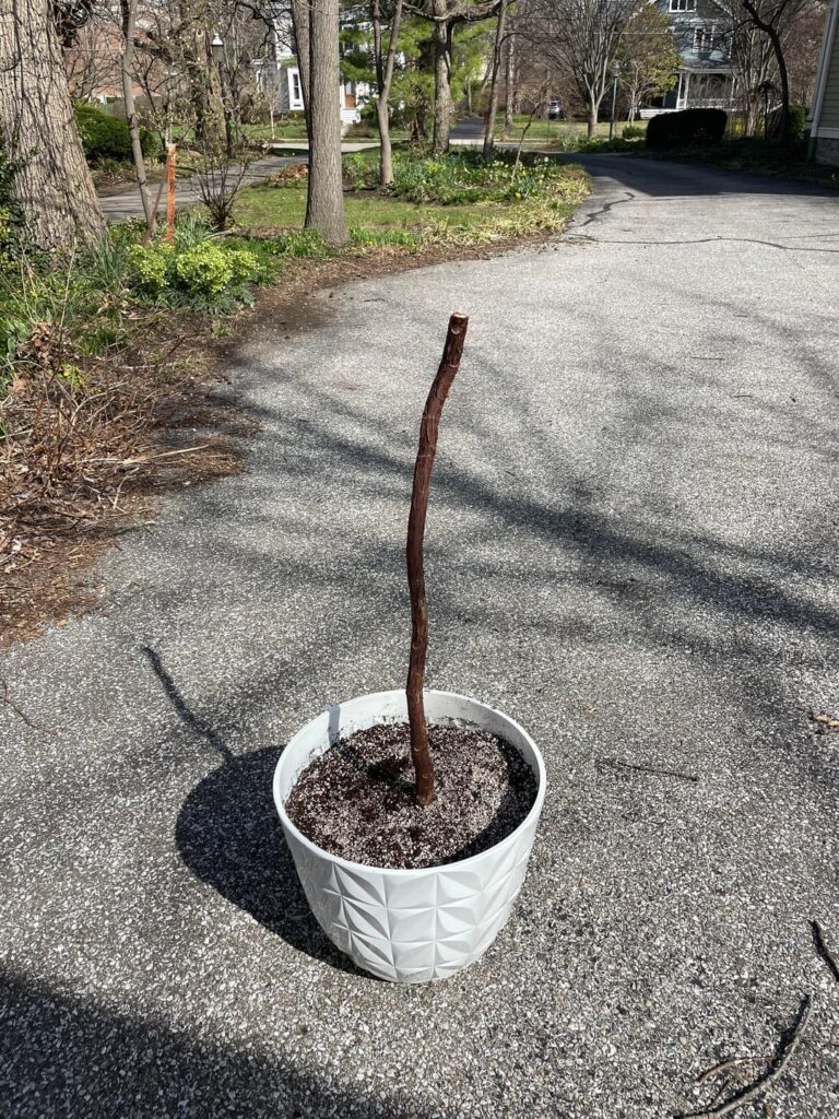Finally chopped my tree