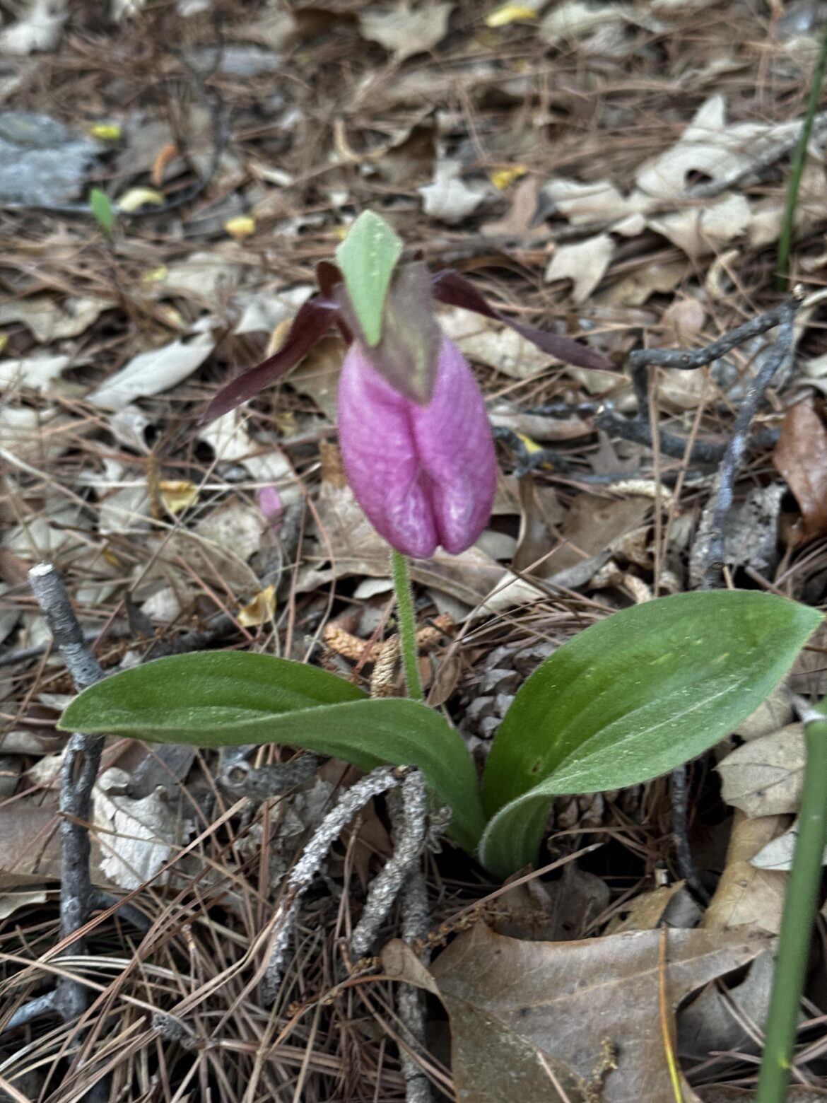 Pink Lady Slippers blooming