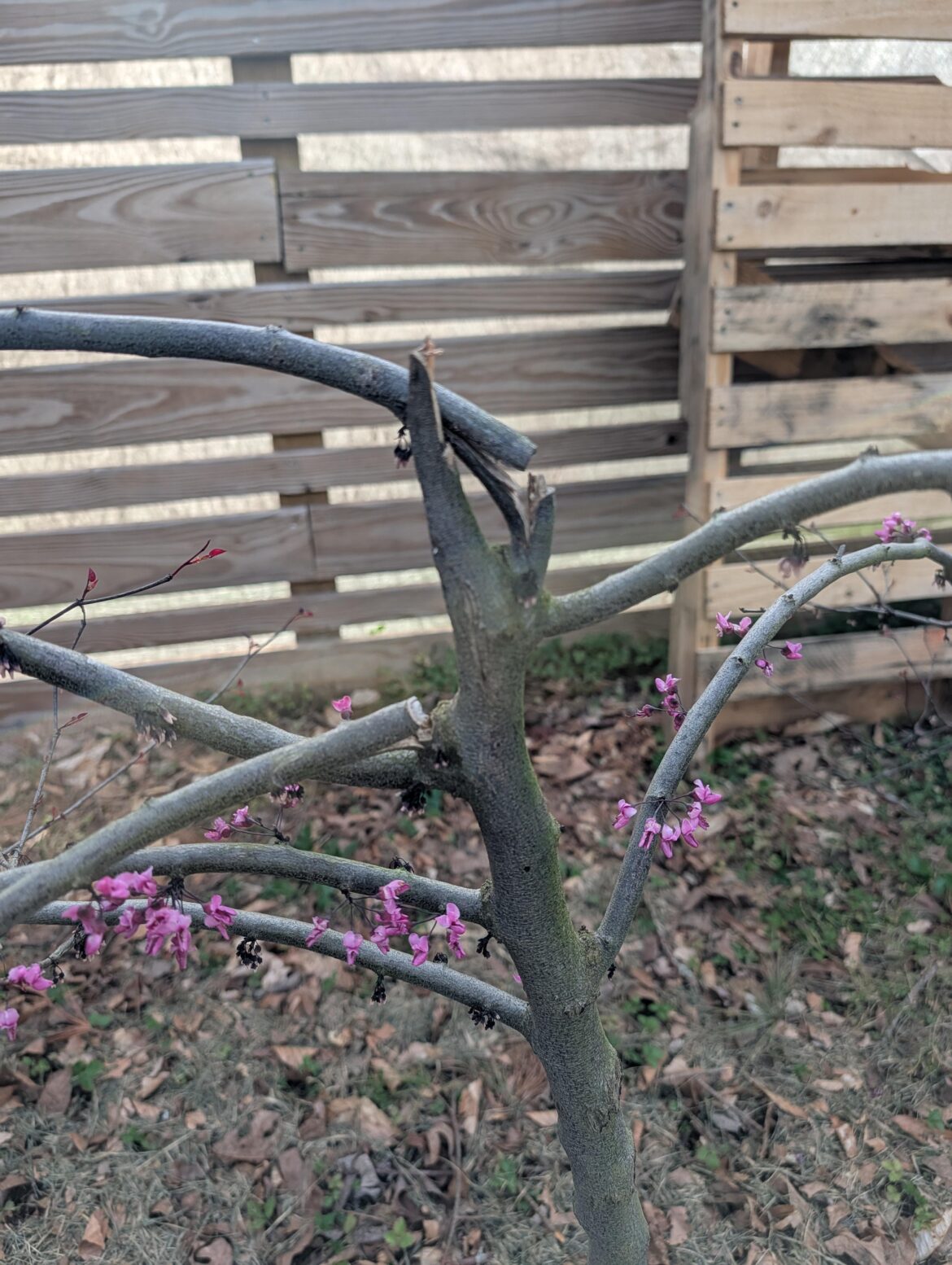 Best option for damaged tree? Best option for damaged tree?