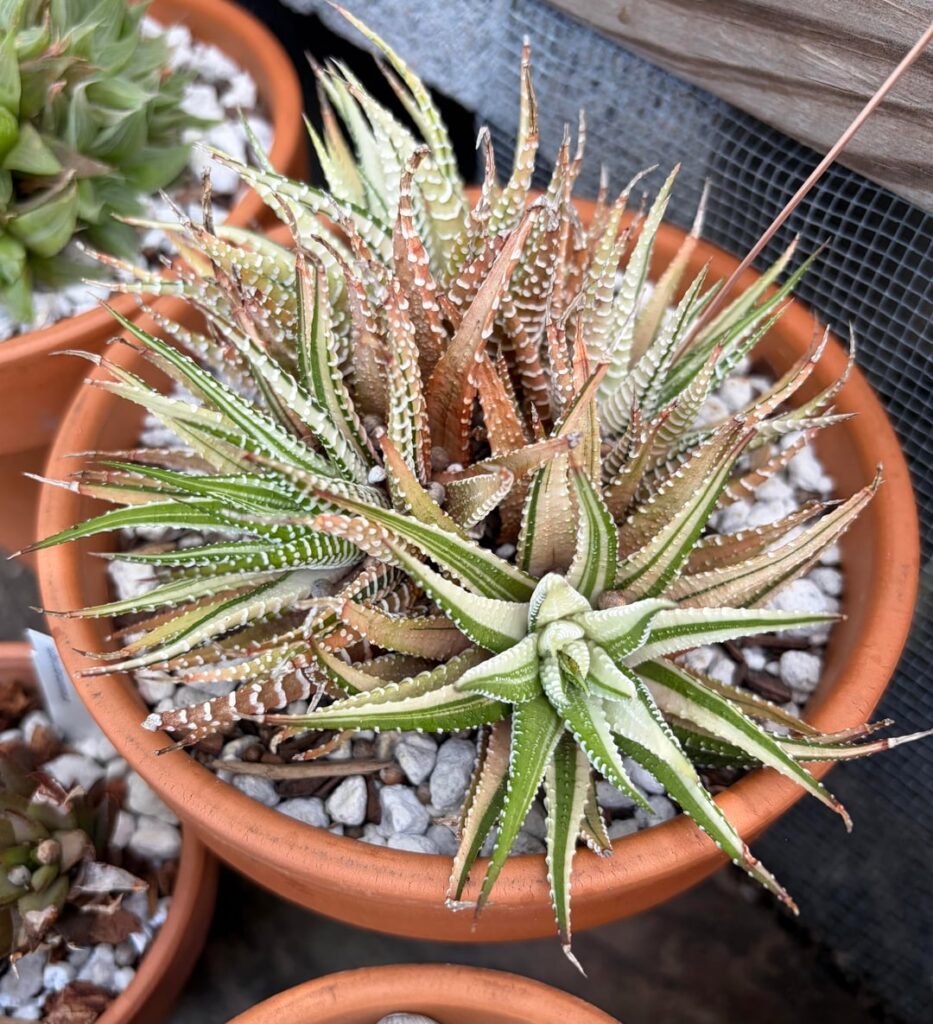 My variegated plants