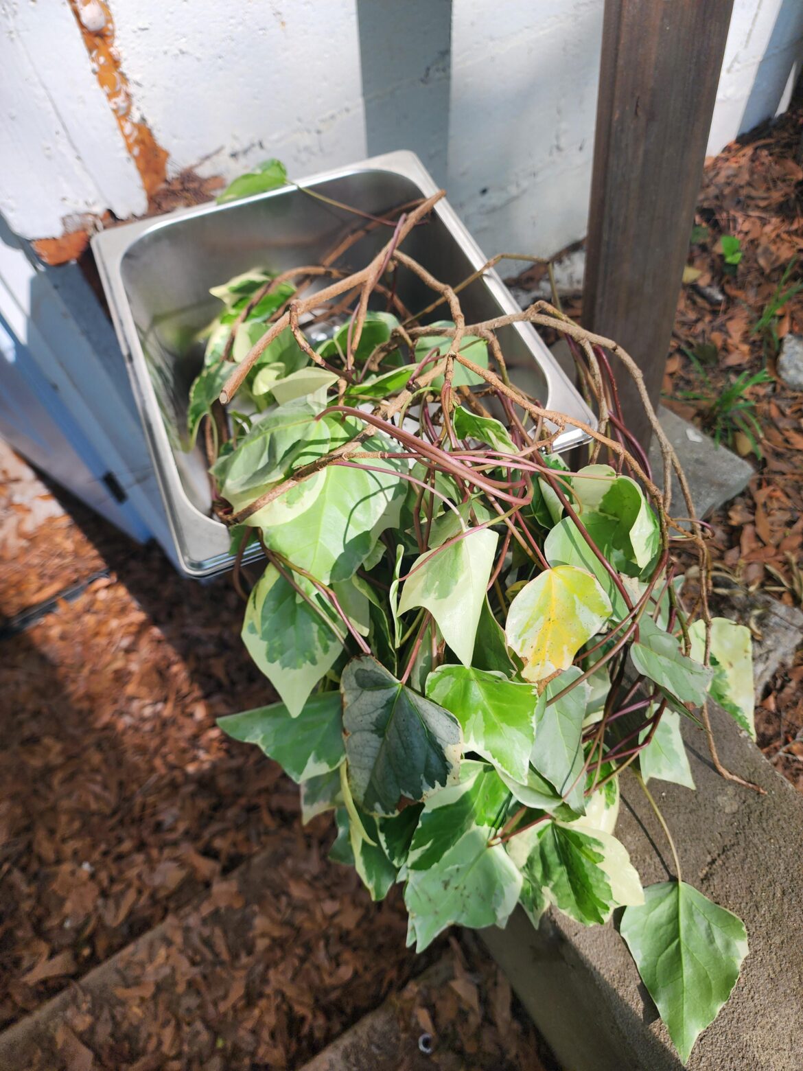Snagged some variegated ivy from a house been renovated