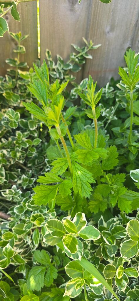 Hi Everyone! Is this a stinging nettle?