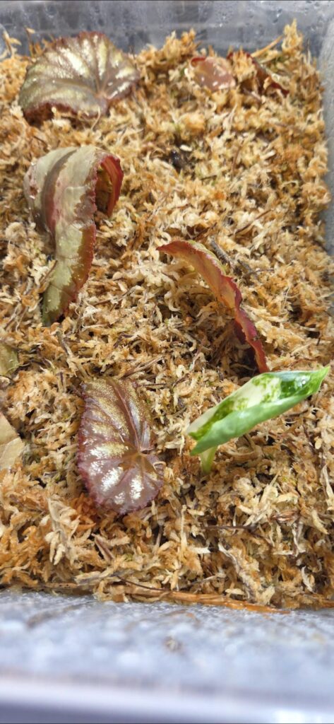 Well that was a surprise. Do you believe in the plant fairy?