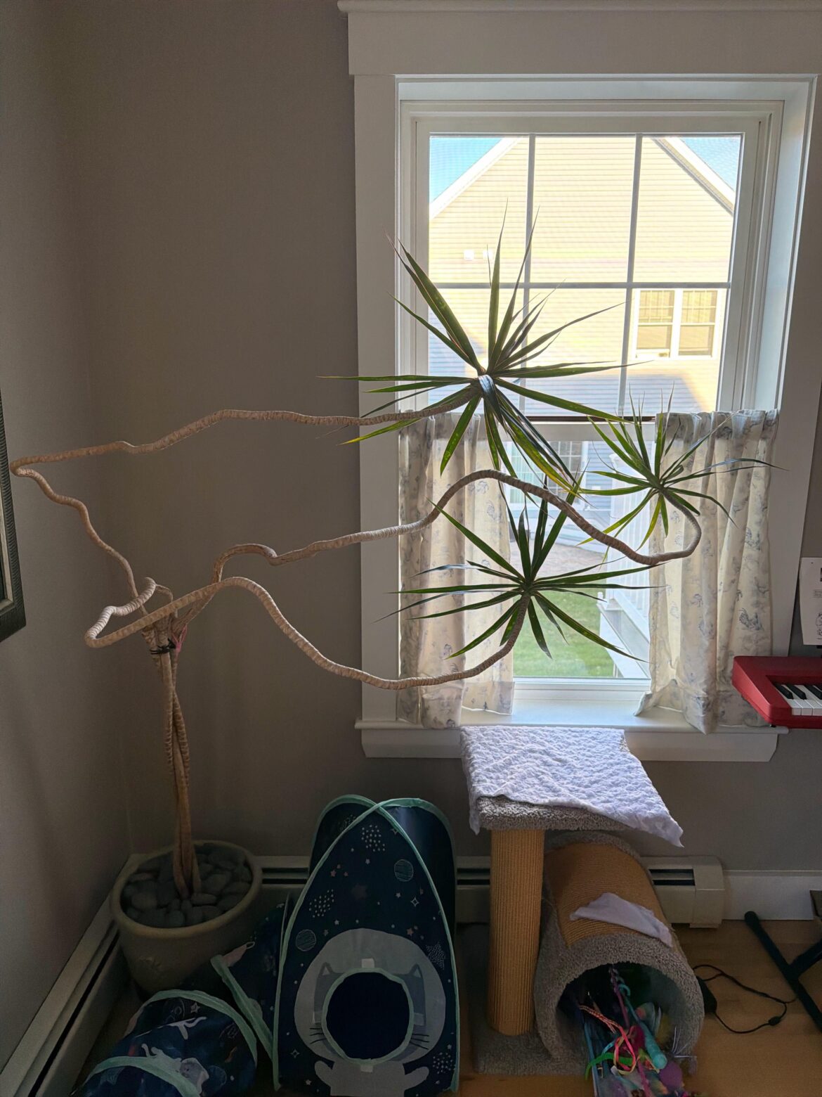 What to do about this houseplant?