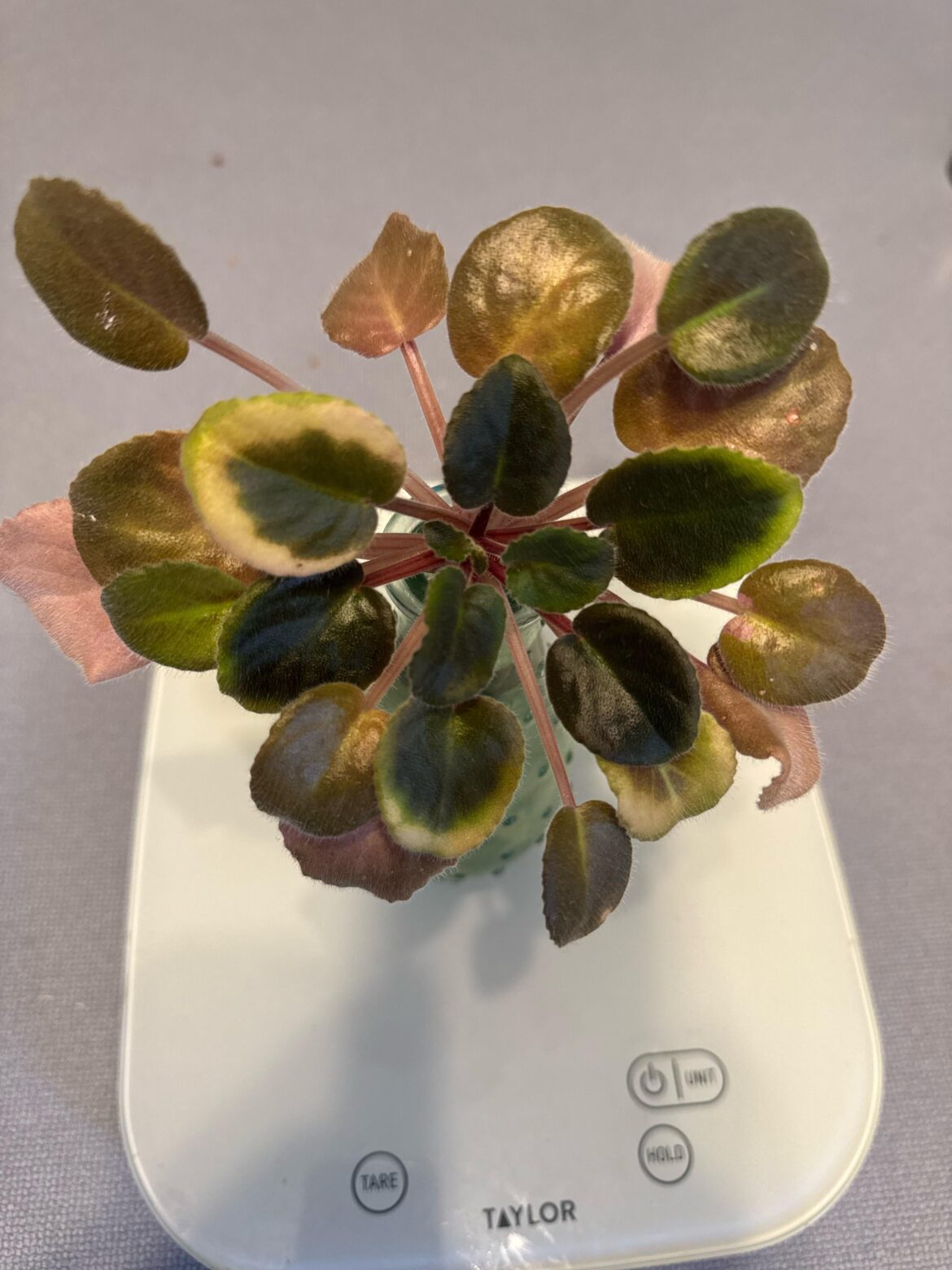 Would you say these leaves are variegated or sunburned?
