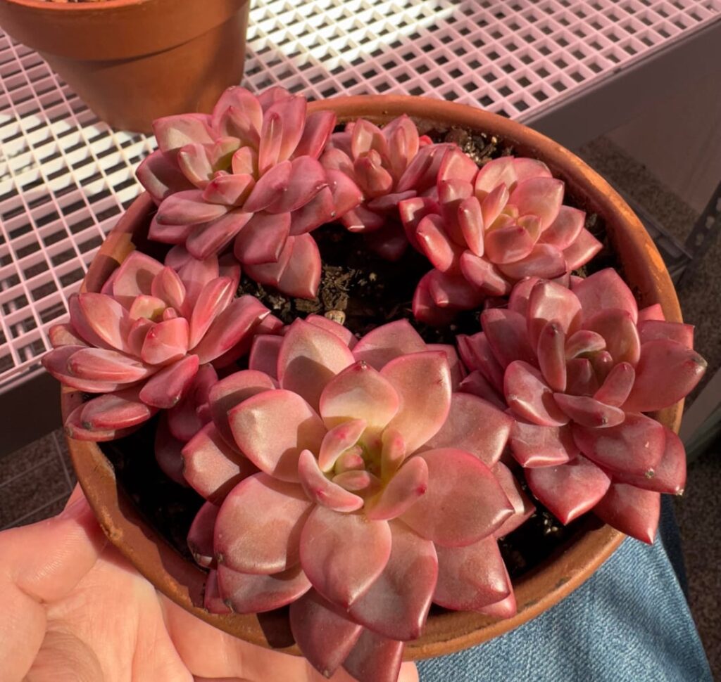 Pink chunky guys Pink chunky guys