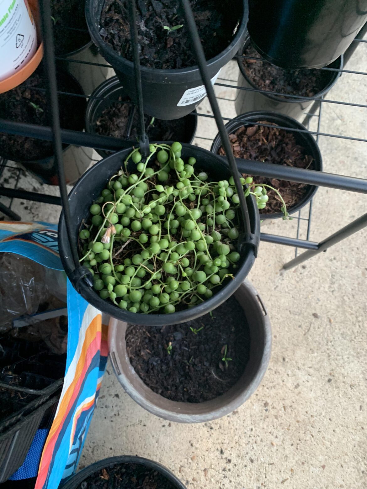 Help! How to keep these alive (string of pearls)