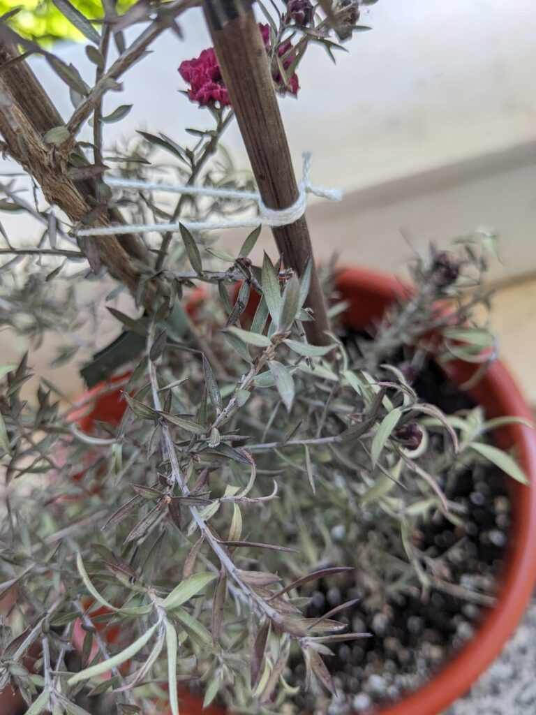 Does my leptospermum look OK?