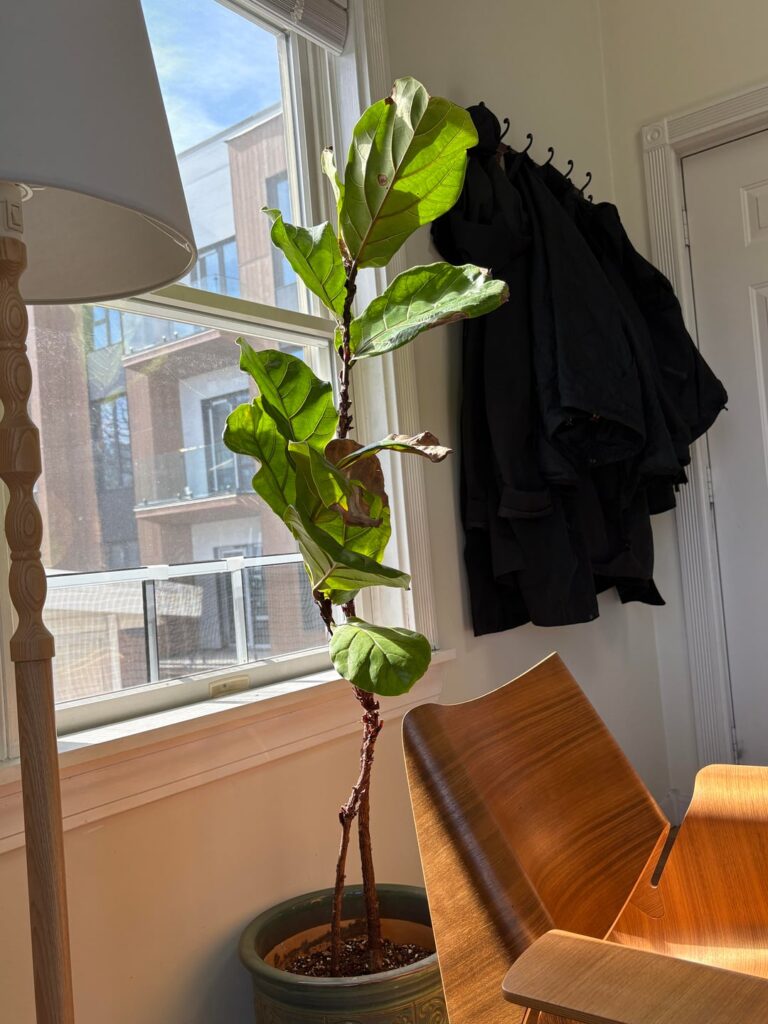 FLF advice