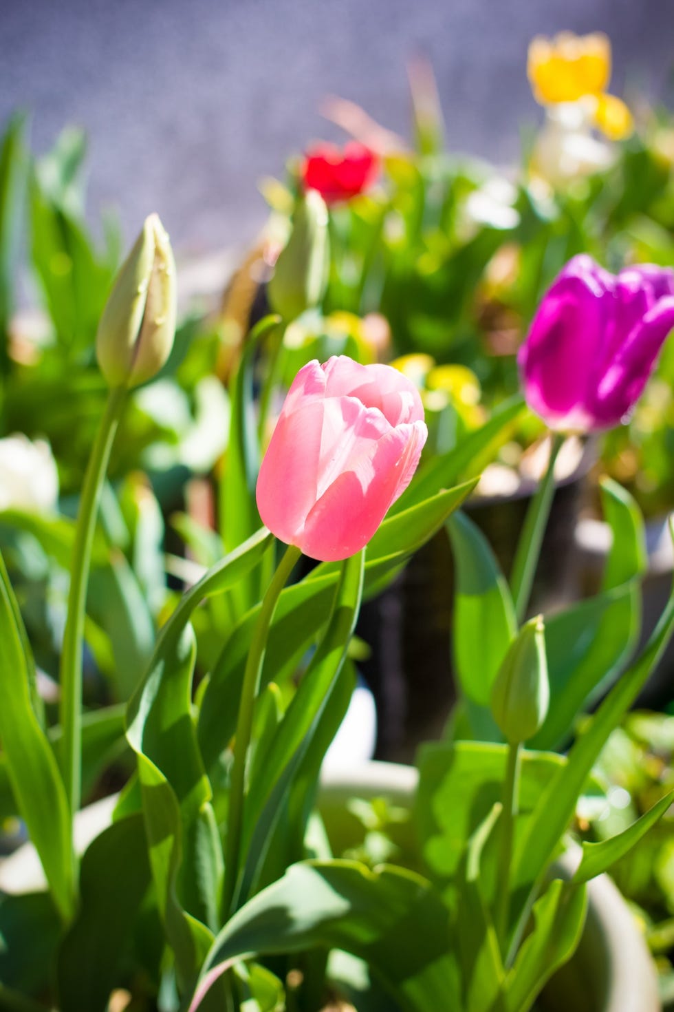 Tulips growing outside tulips growing outside