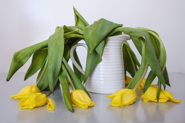 yellow tulips drooping in a white vase yellow tulips drooping in a white vase