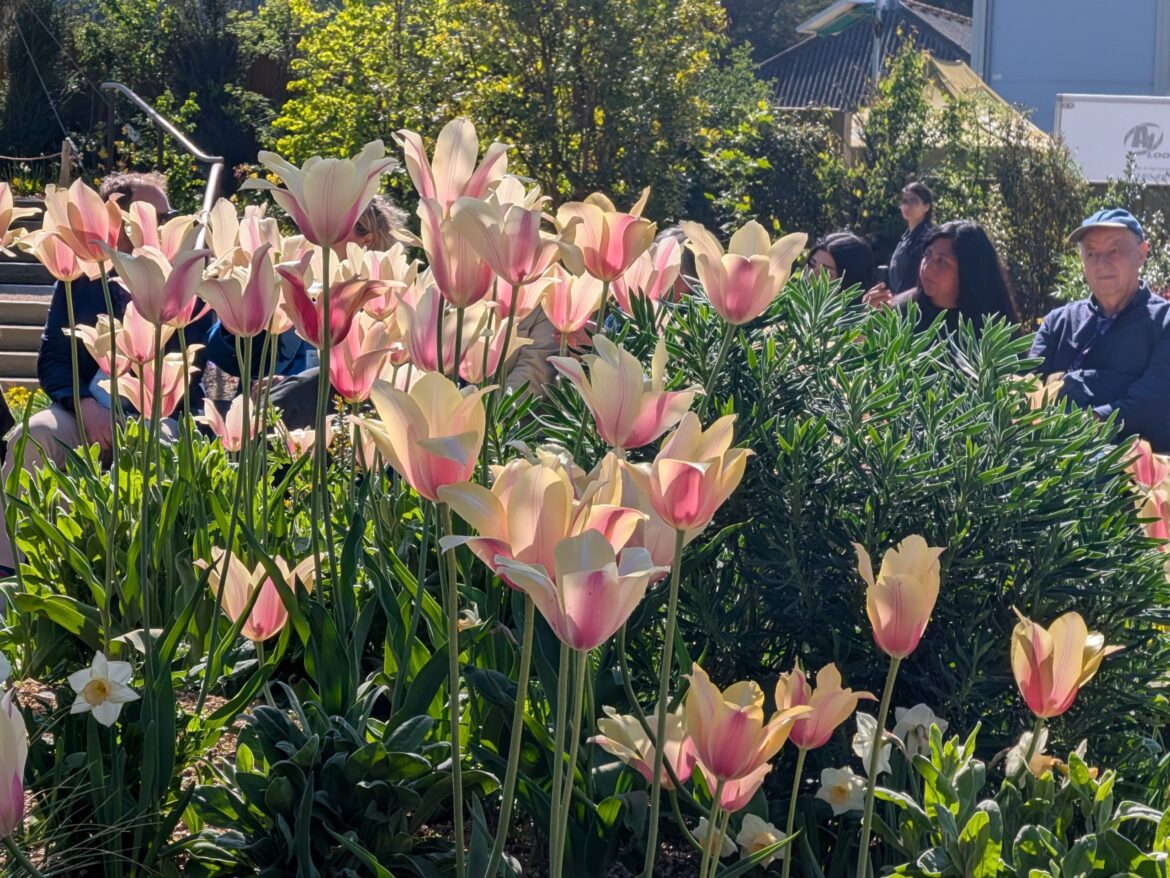 Queen Elizabeth II Garden Regent's Park: Full Accessibility Guide Including New Changing Places Toilet