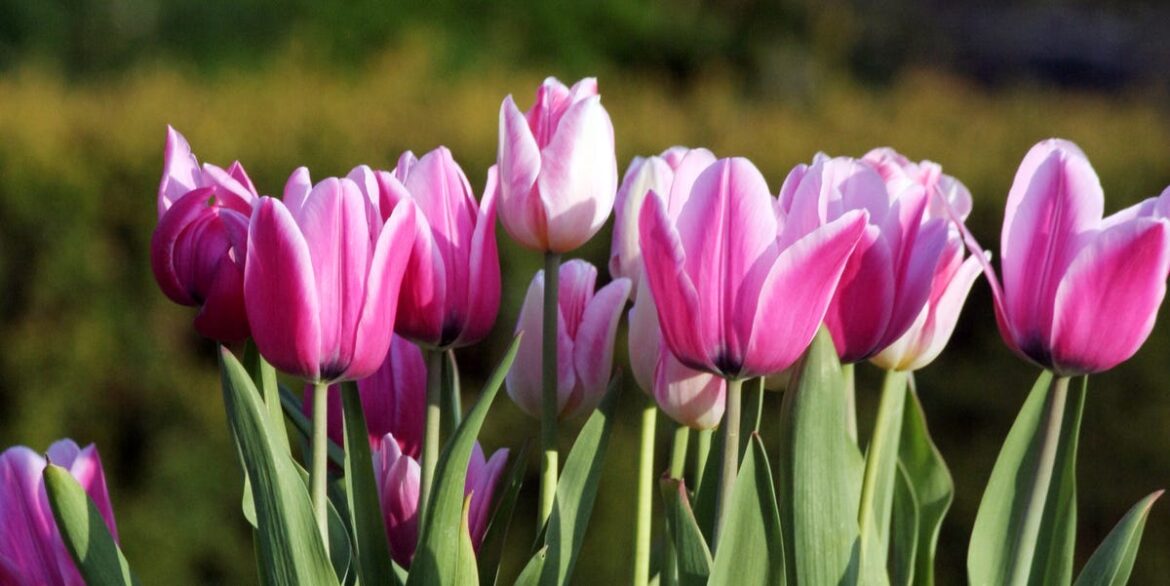 Squirrels Digging Up Your April Tulips? Try Monty Don’s Surprising Rose Pruning Trick Squirrels Digging Up Your April Tulips? Try Monty Don’s Surprising Rose Pruning Trick