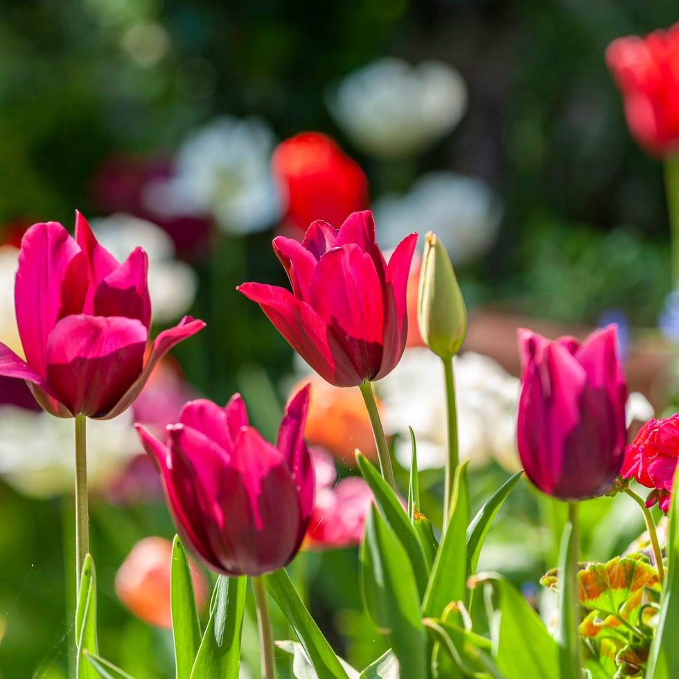 Close up of tulips in the sun. a close up view of tulip merlot blooms, backlit by the sun, within a garden in springtime.