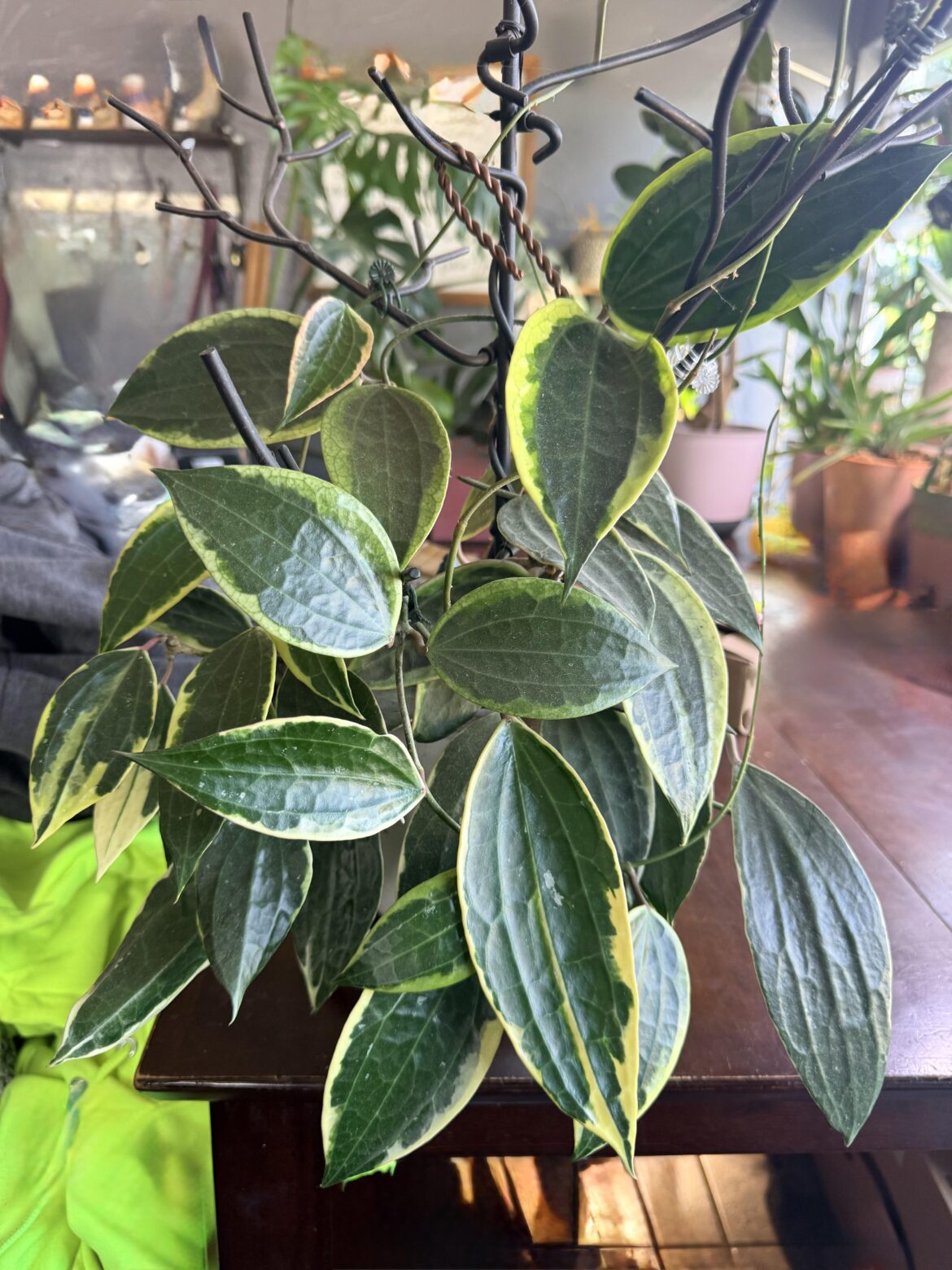 Hoya latifolia outer variegated