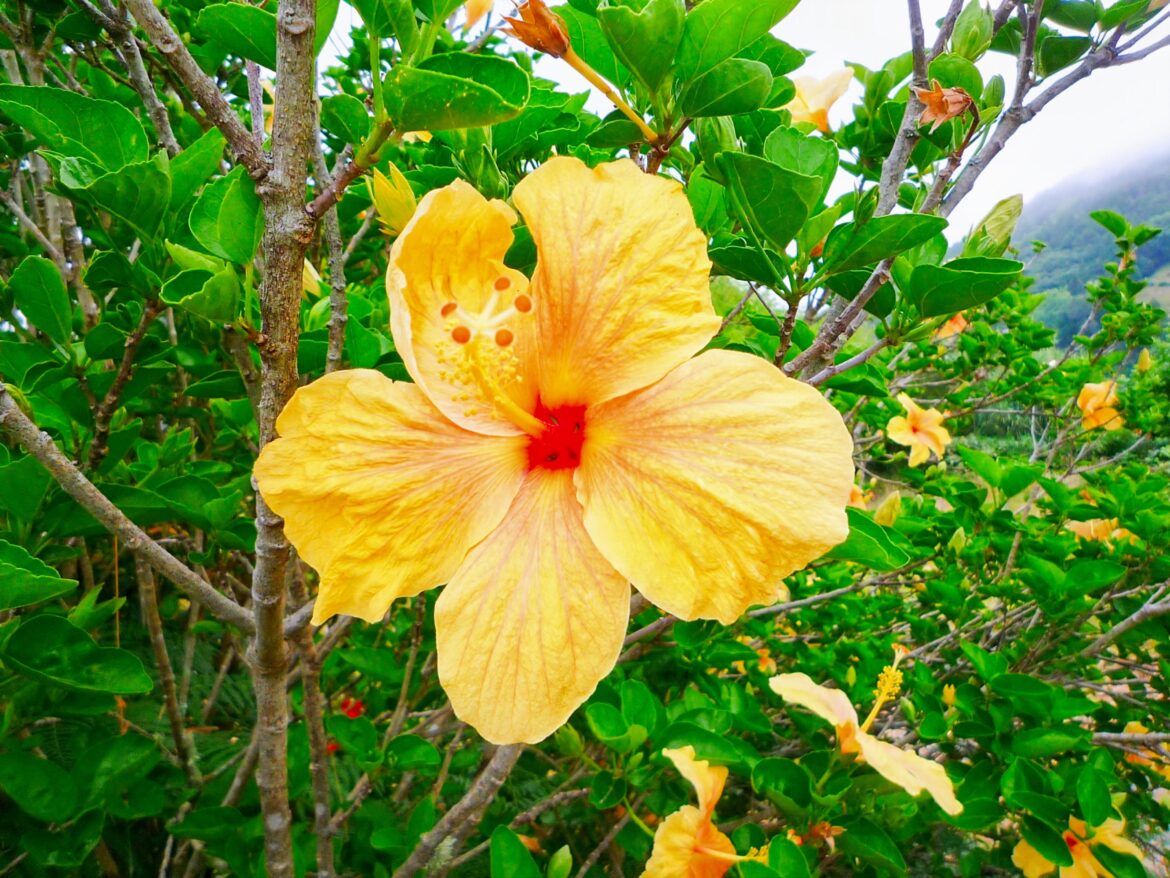 HIBISCUS SYNENSIS[OC]
