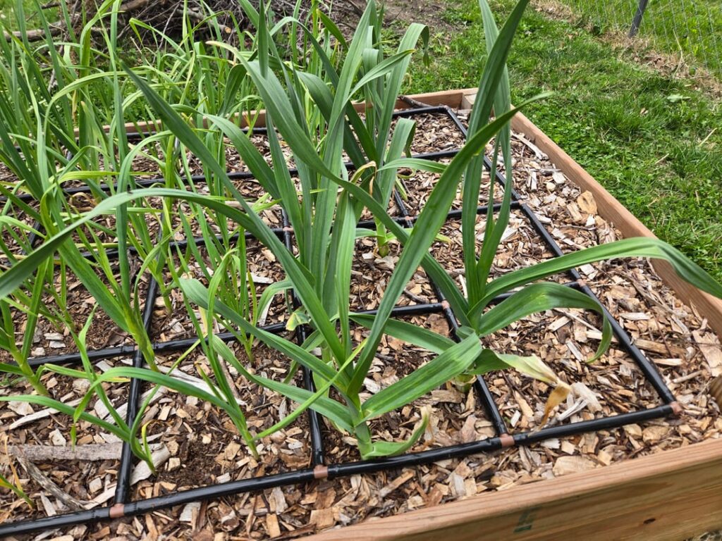 Wondering How To Help My Struggling Garlic?