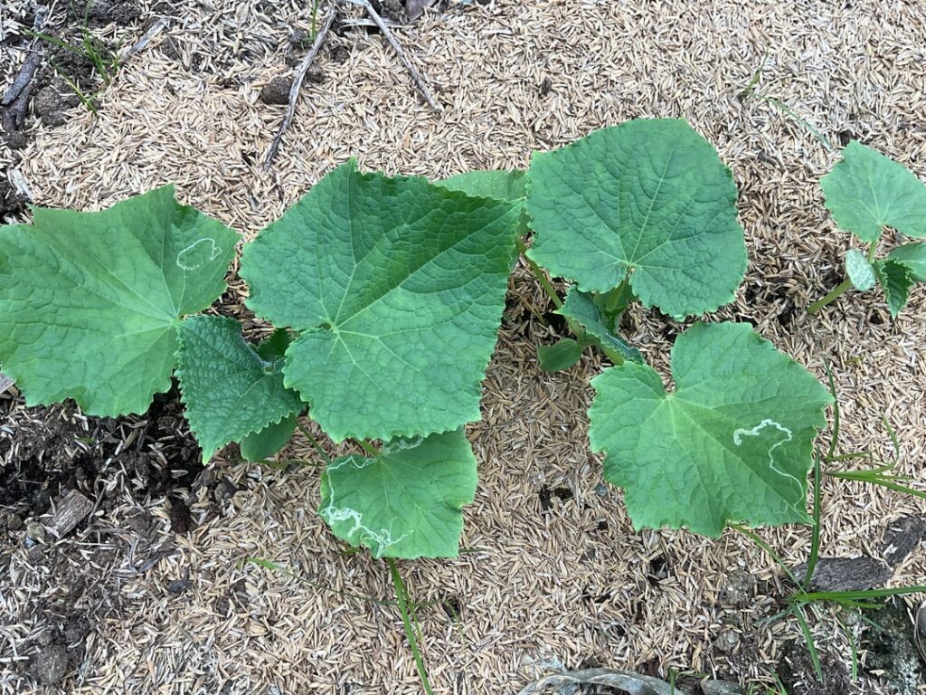 White streaks on my marigolds and cucumbers