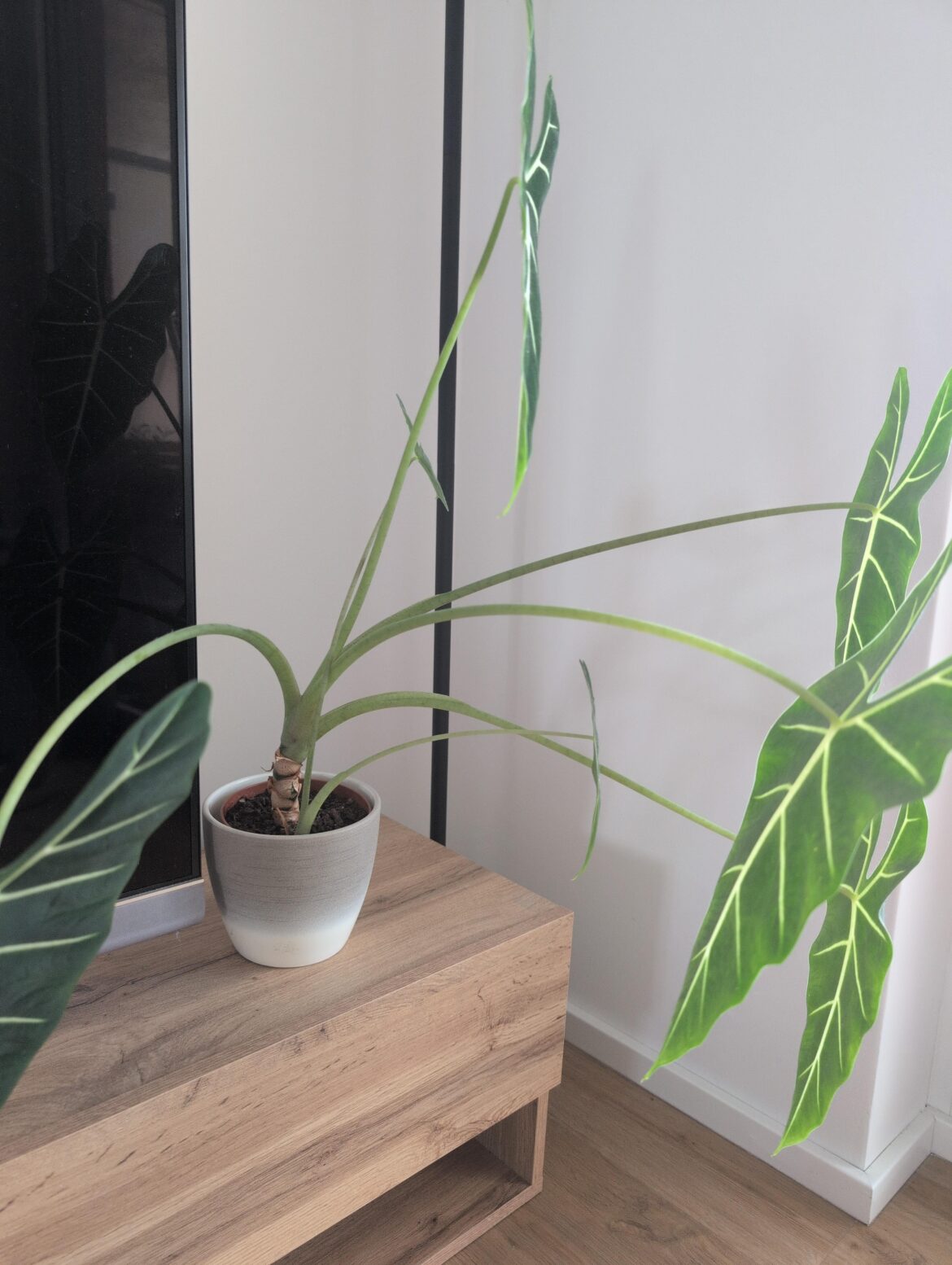 Does she need a bigger pot?