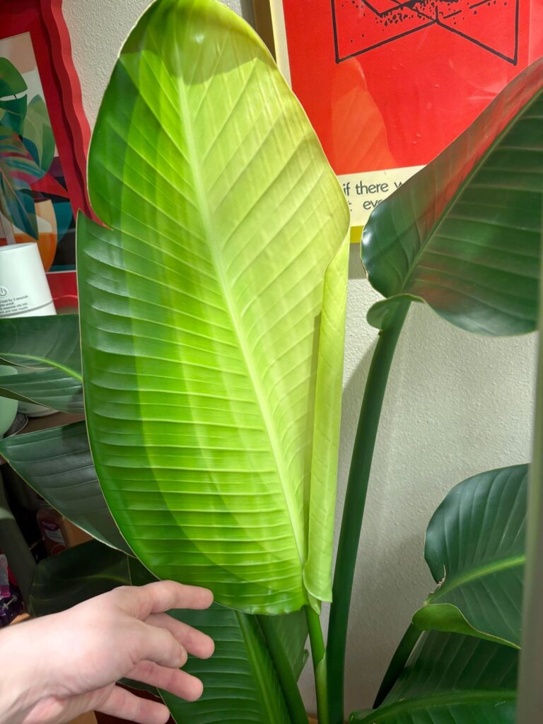 BOP doing its gradient thing