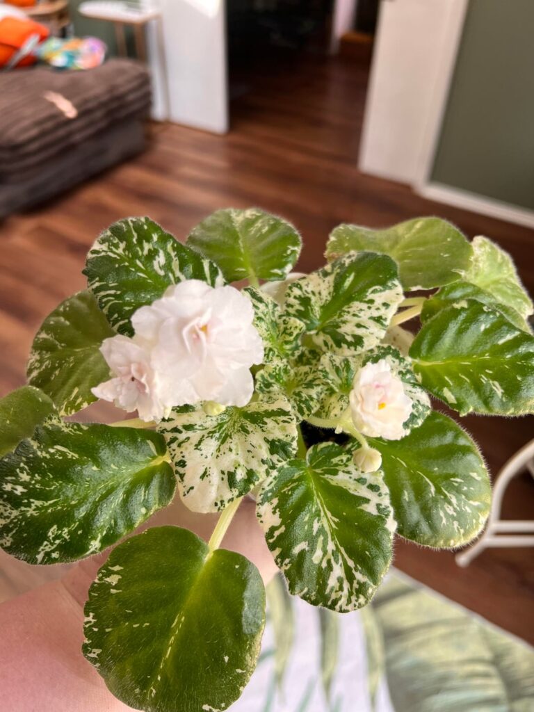 First Watermelon Snow and Second Rose Bouquet Blooms.