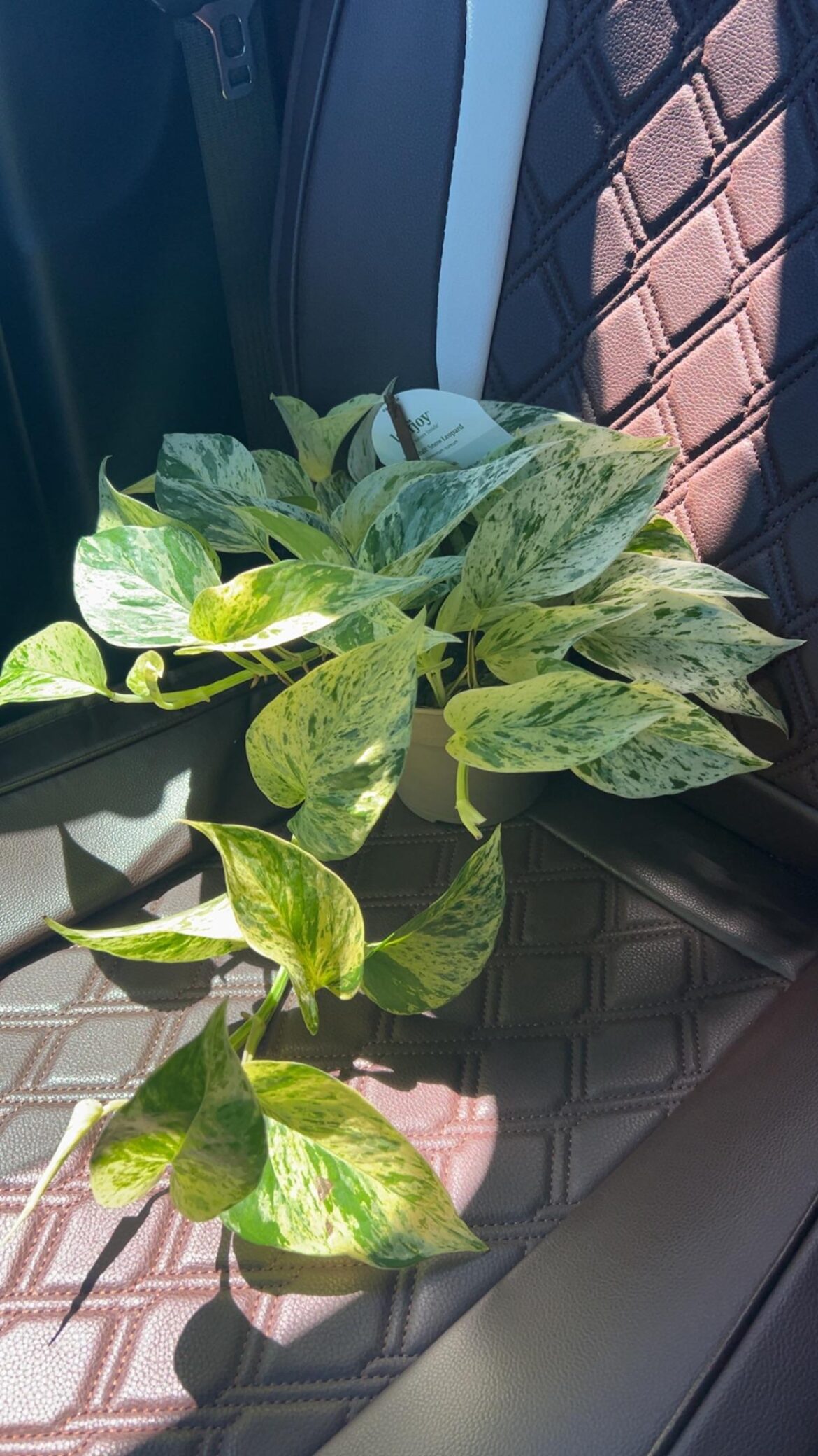 Free Pothos 🤩🤧