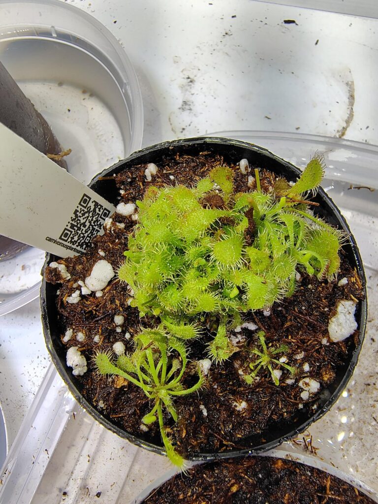 New plants seem to be coloring up well! Before & afters