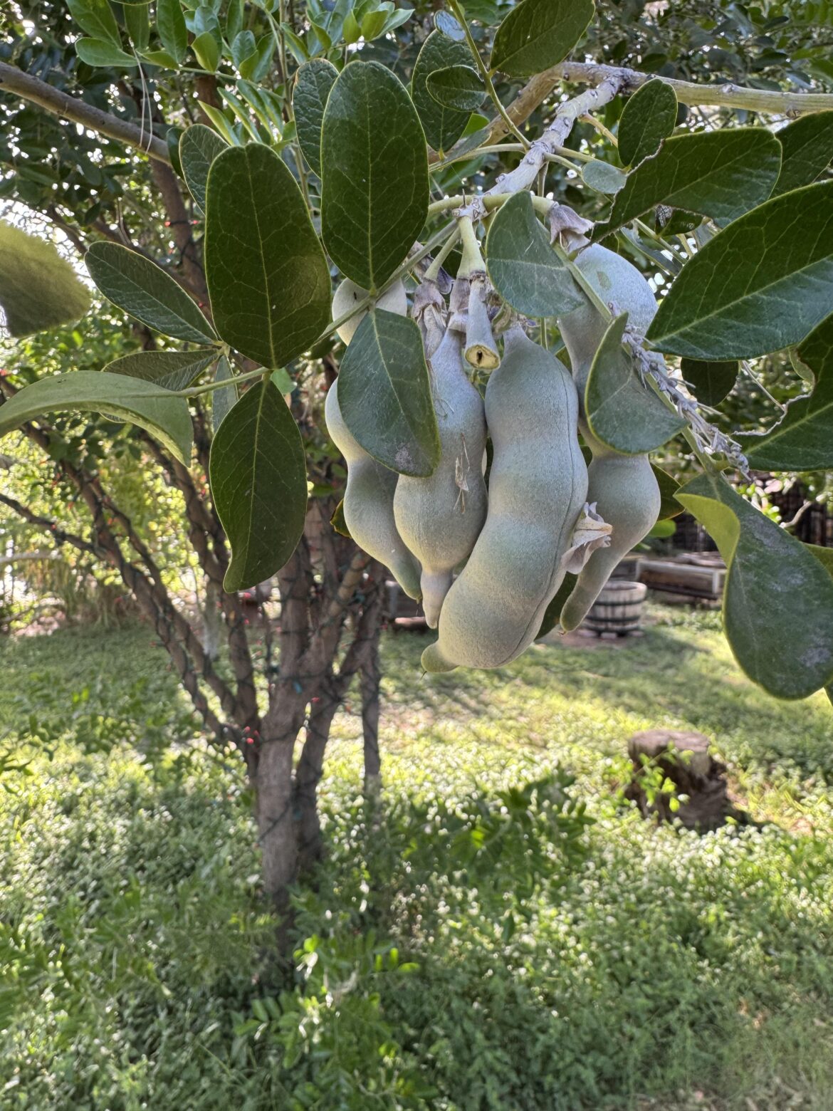 Tamarind?
