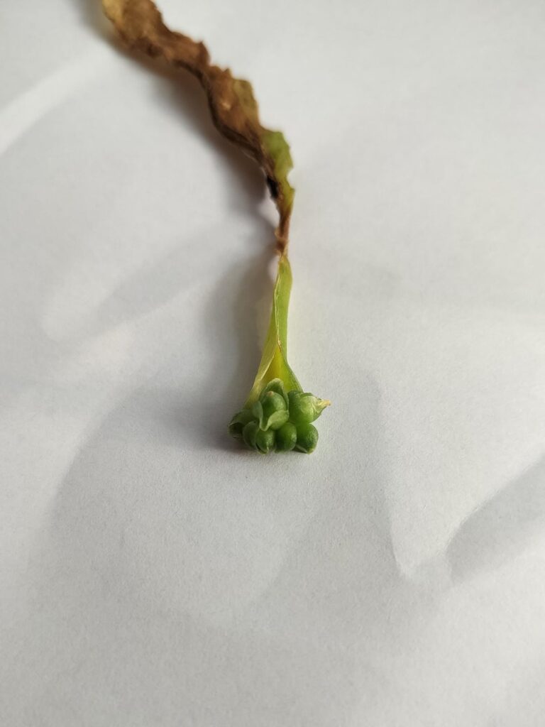 Plant gall or reproduction?
