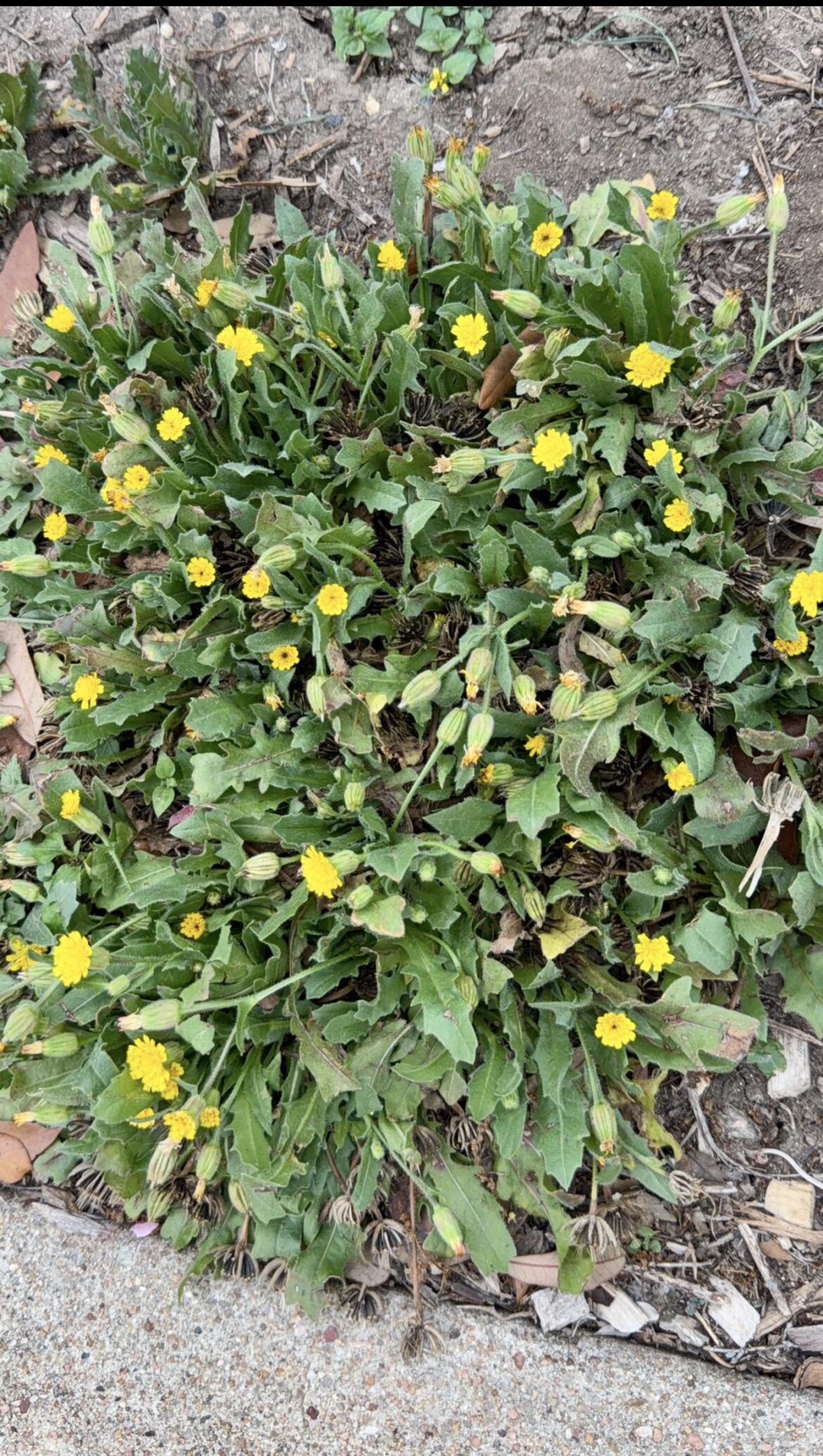Can someone identify this?