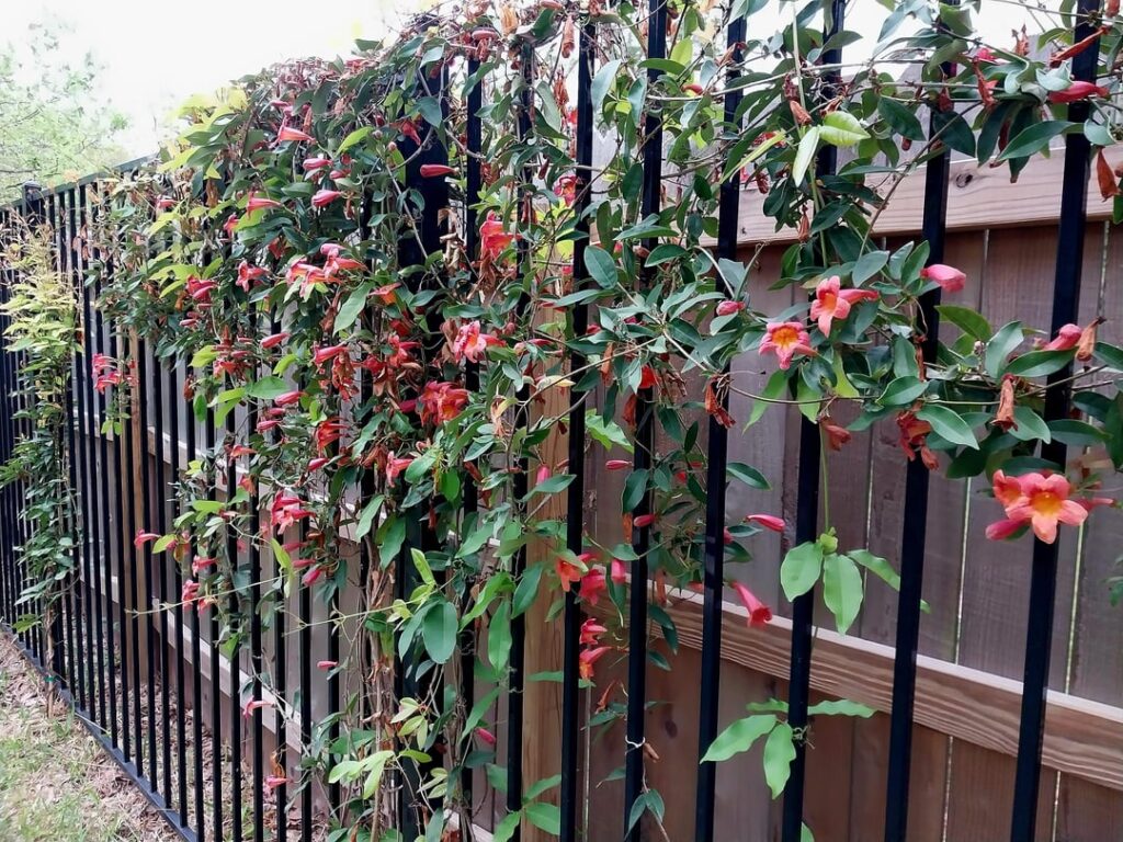 Crossvine blooming again after flowers died in the late freeze Crossvine blooming again after flowers died in the late freeze