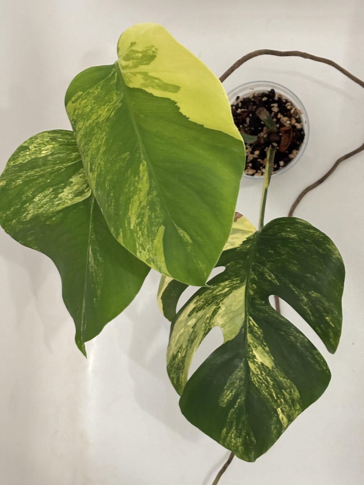 Is the monstera yellow marilyn really different from aurea?