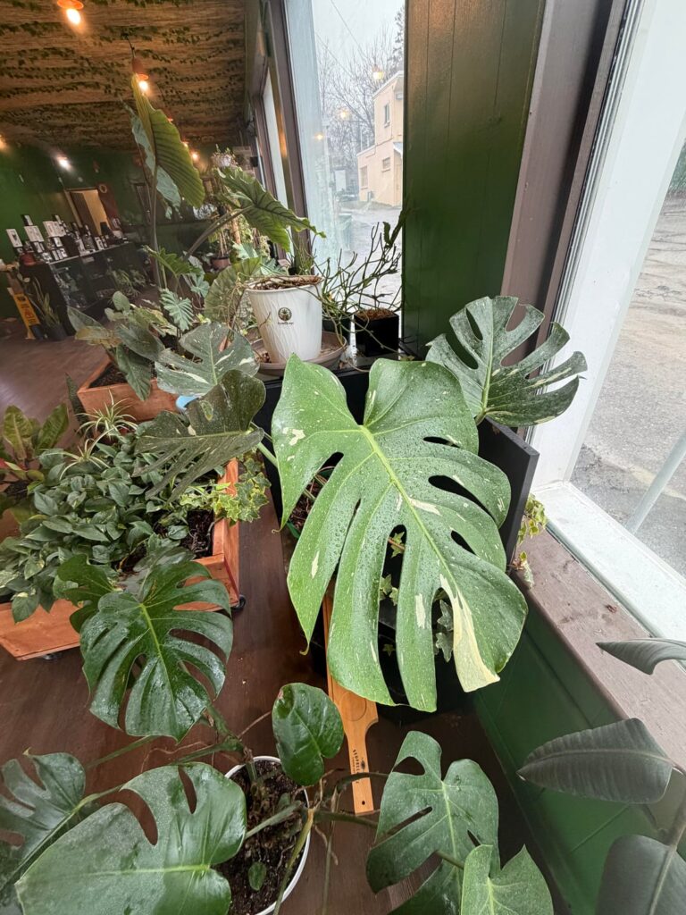 Update on plant store 😊🤘🏻
