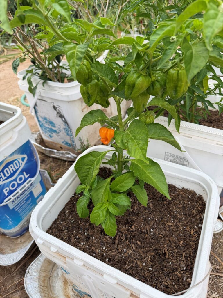 The first Habanero of spring.