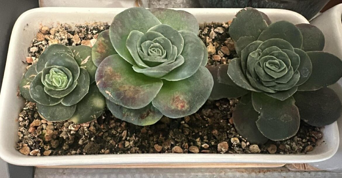 Is this burned or under watered or I am doing something else wrong?