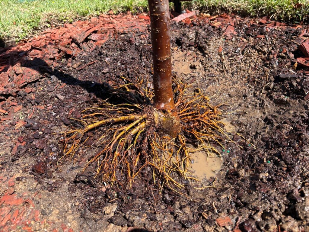 Root check update Root check update