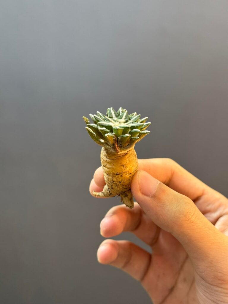 Need help rooting!