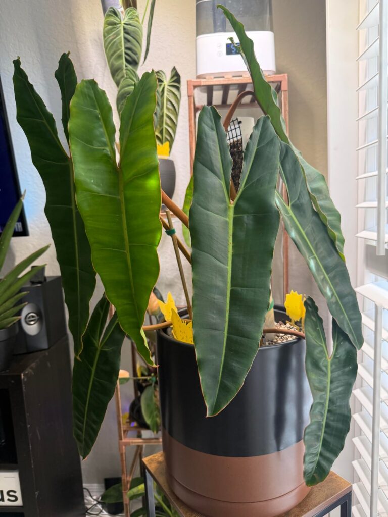 Philodendron billietiae won’t push out a new leaf, it’s been like 3 months. Help Philodendron billietiae won’t push out a new leaf, it’s been like 3 months. Help