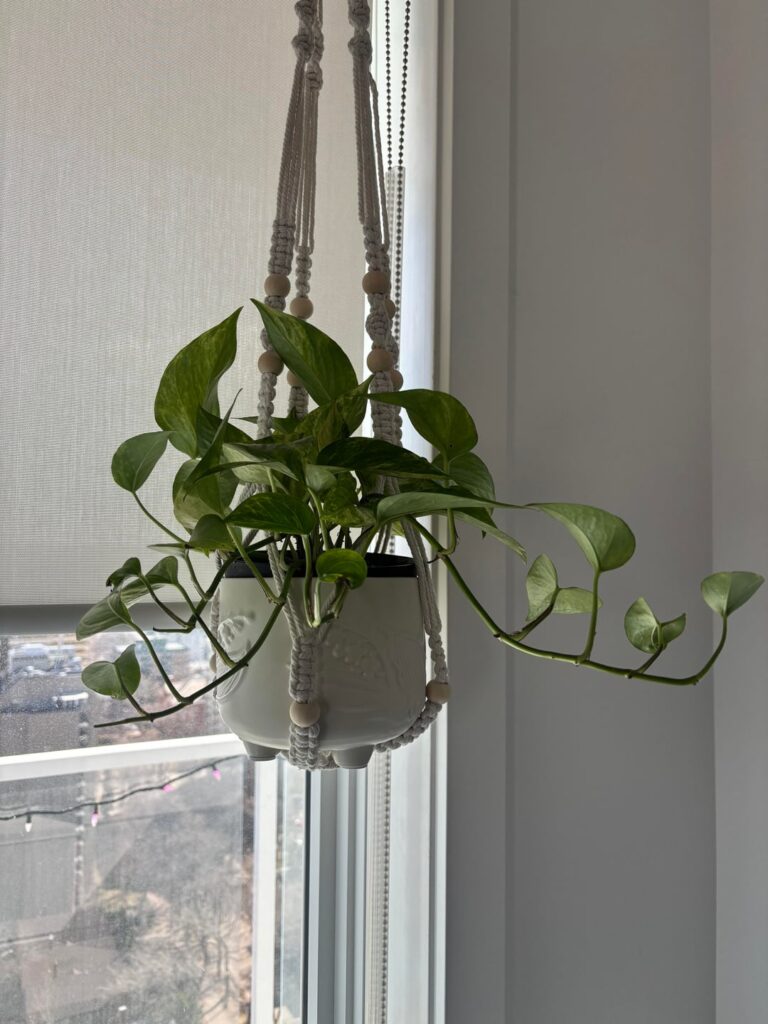 does anyone know what kind of pothos this is?