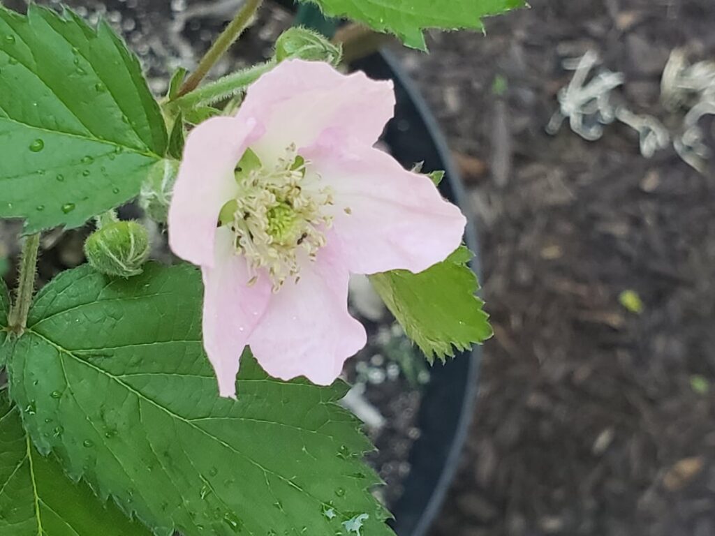 The blackberries are coming!