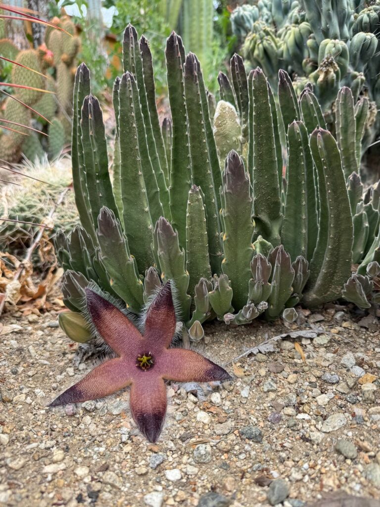 Stapelia gigantea stinky star