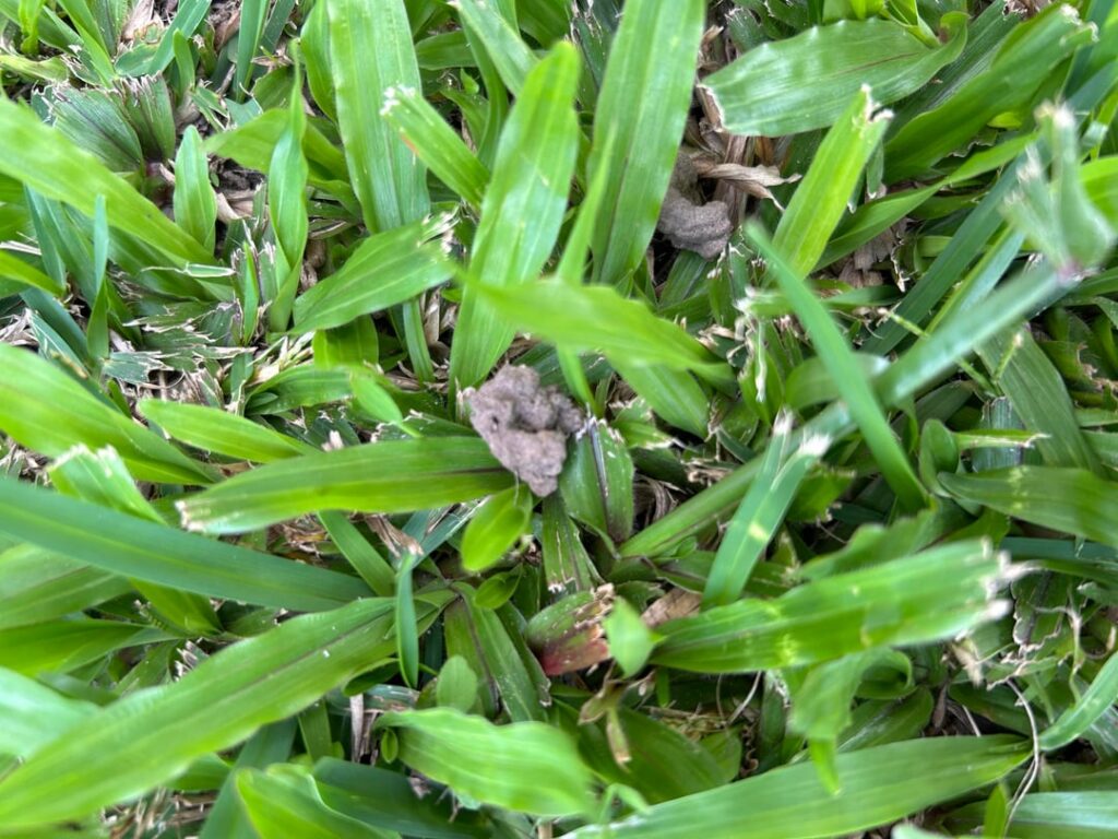 What’s this on my lawn?