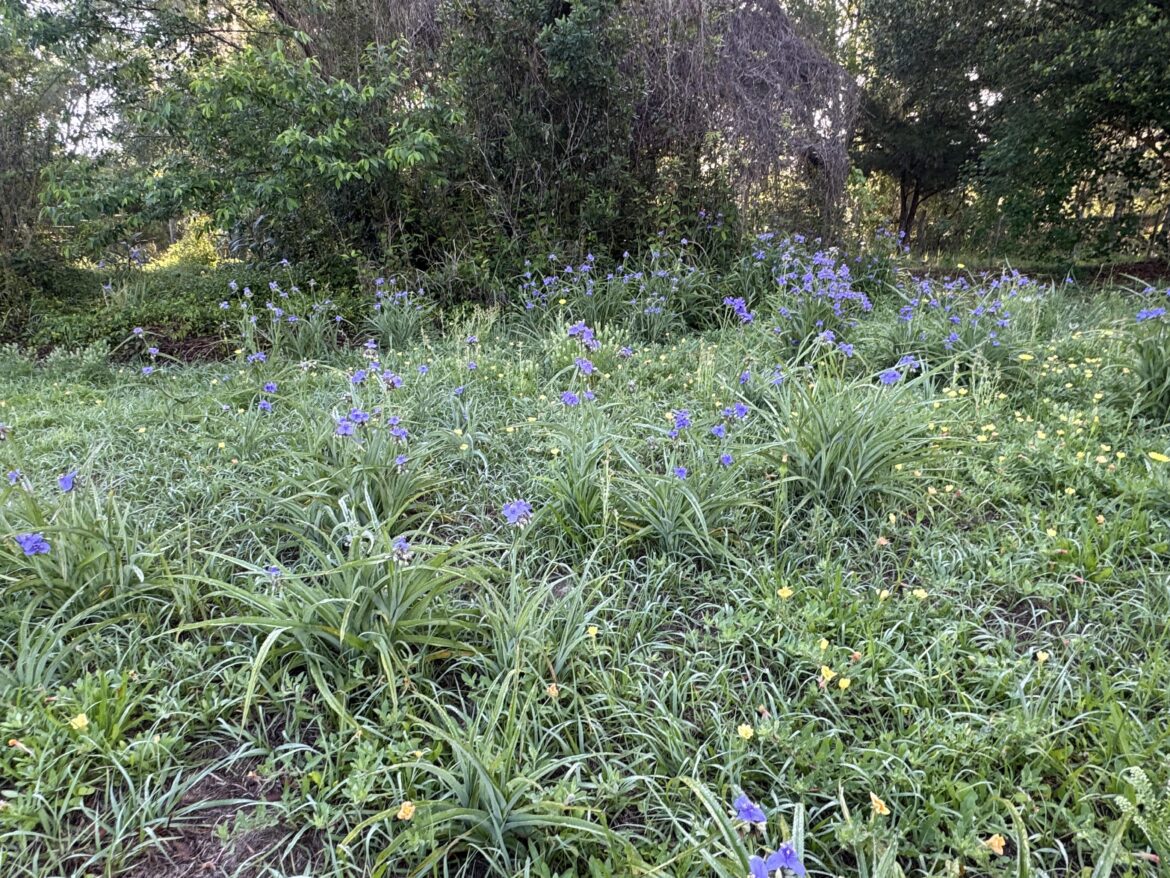 Florida Spiderwort
