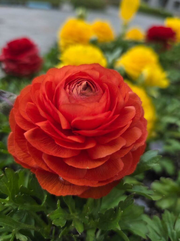 Flowers at my son's daycare 😍