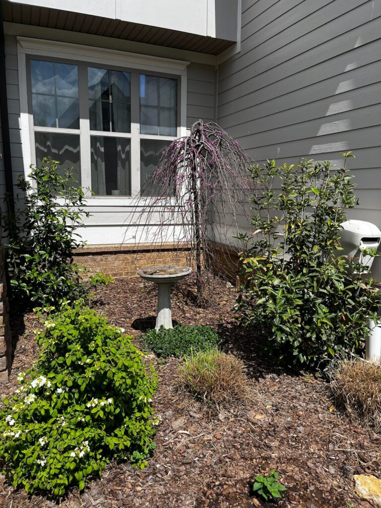 Weeping  (and sinking) Redbud