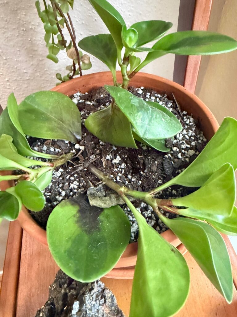 What is this plant and why is it trying to escape its pot? What is this plant and why is it trying to escape its pot?