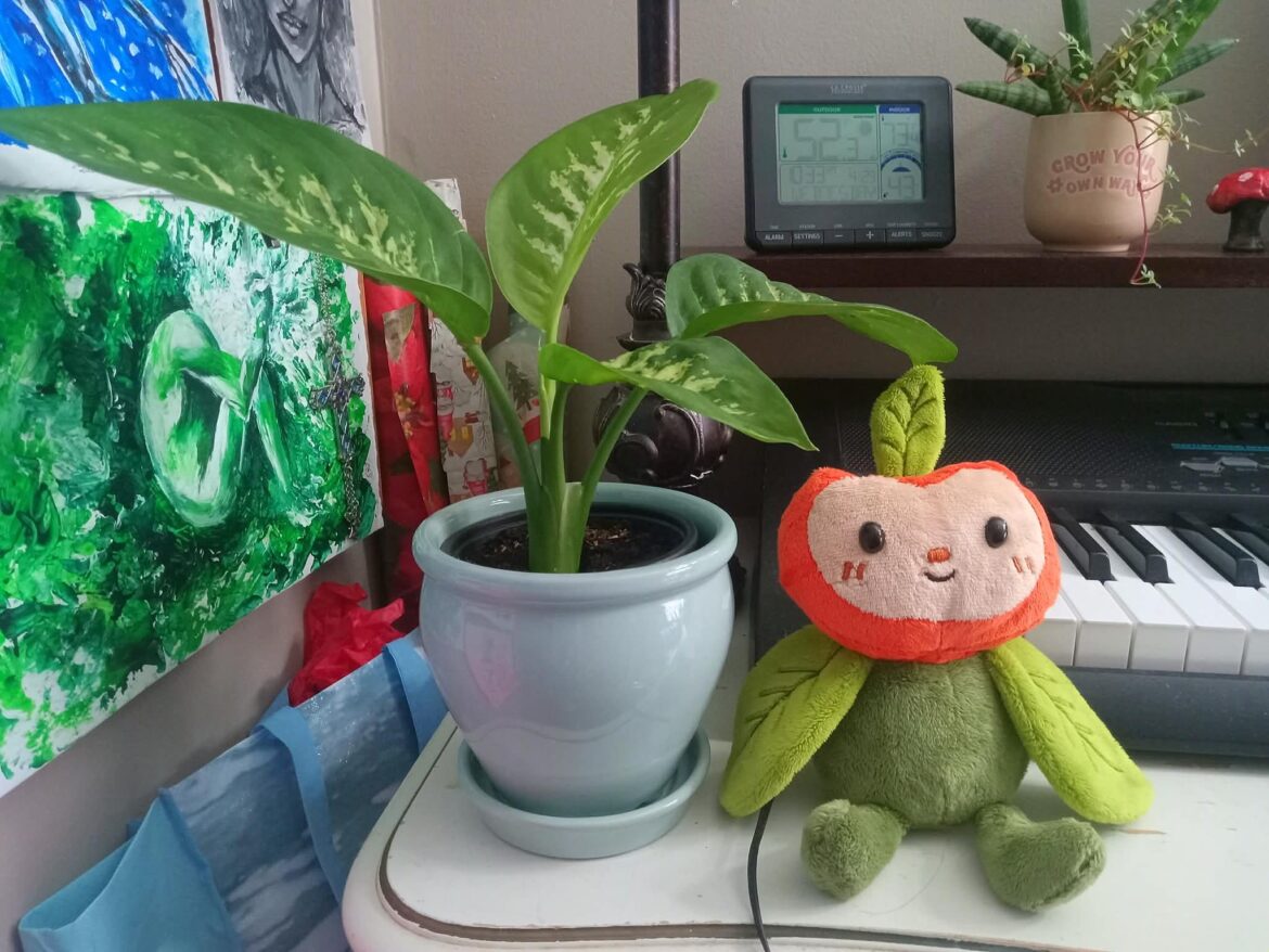 My latest "tried to buy a cute little desk plant, accidentally bought a tree" purchase:
