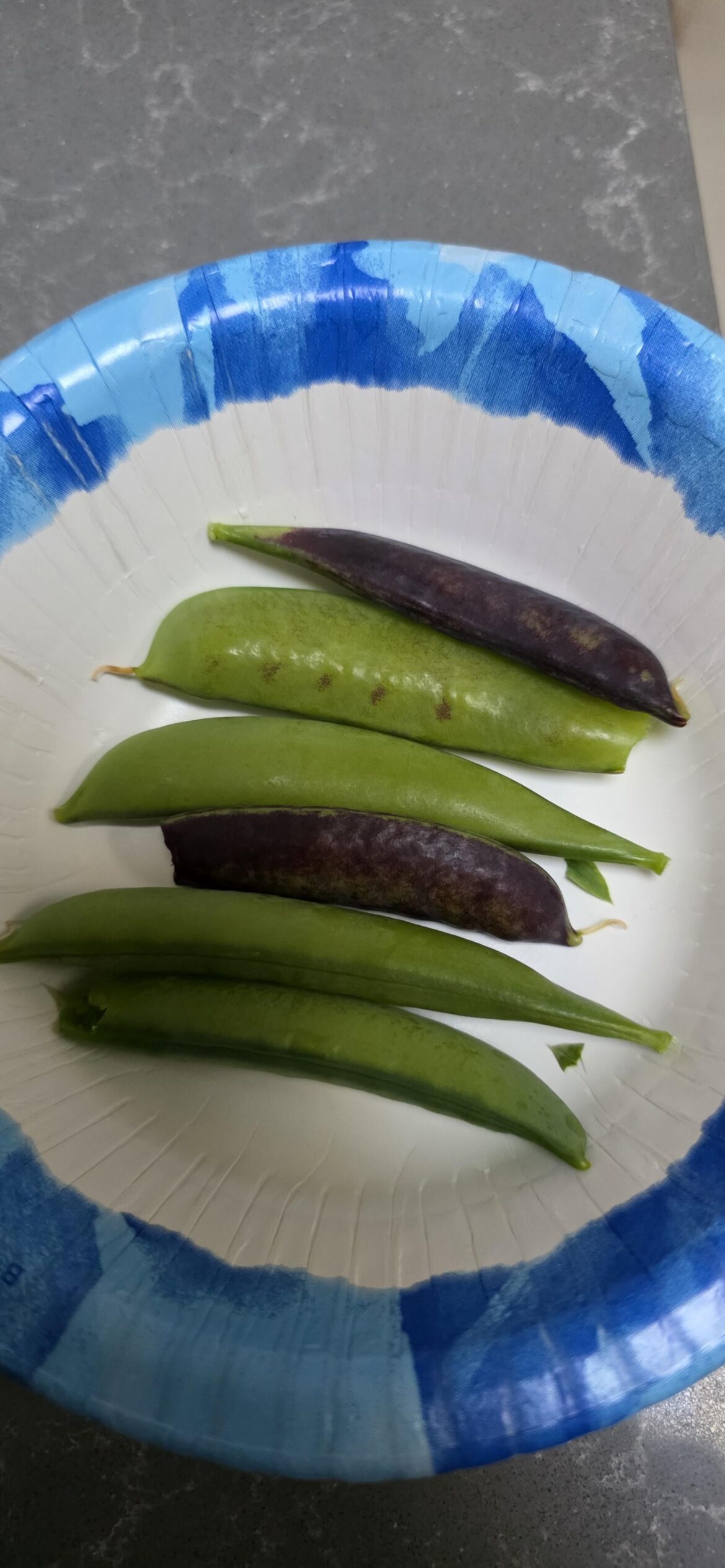 First harvest of the season! And new house. First harvest of the season! And new house.